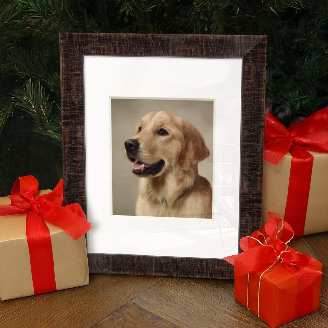 Dark-framed photo of a happy Golden Retriever, surrounded by Christmas gifts and a festive tree.